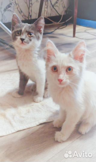 Котята в добрые руки бесплатно