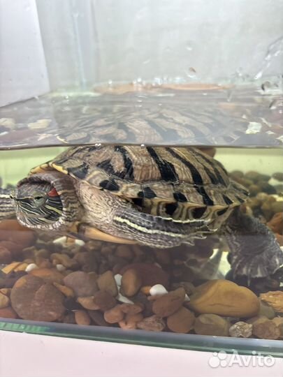 Красноухая черепаха