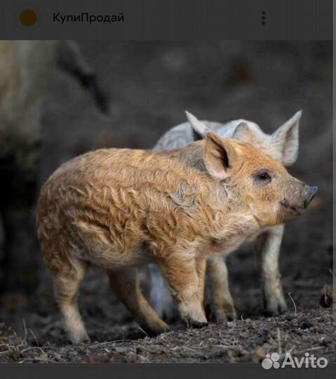 Домашние животные