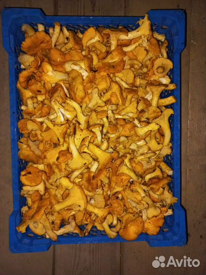 Лисички свежие