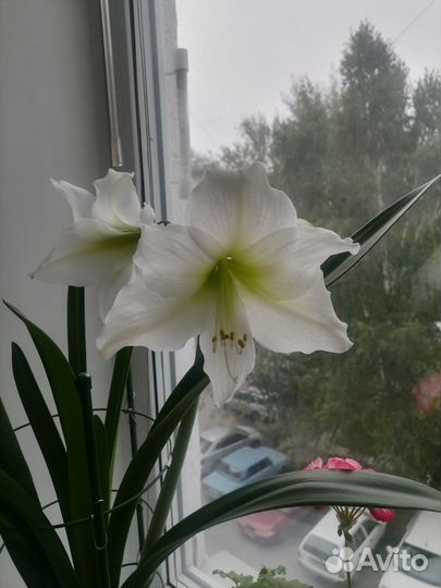 Гипеаструм