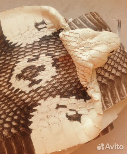 Кожа змеи кобра с головой