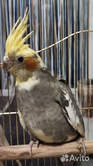 Птенцы Нимфа Корелла