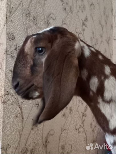 Англо нубийский козлик