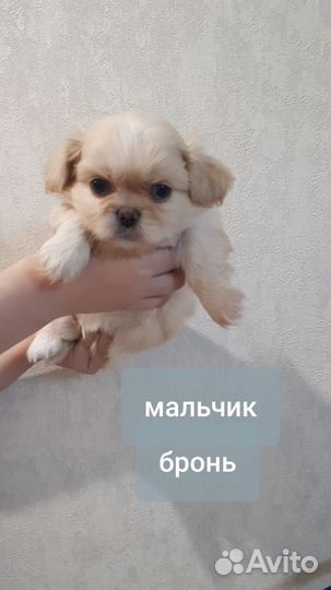 Щенки пекинеса