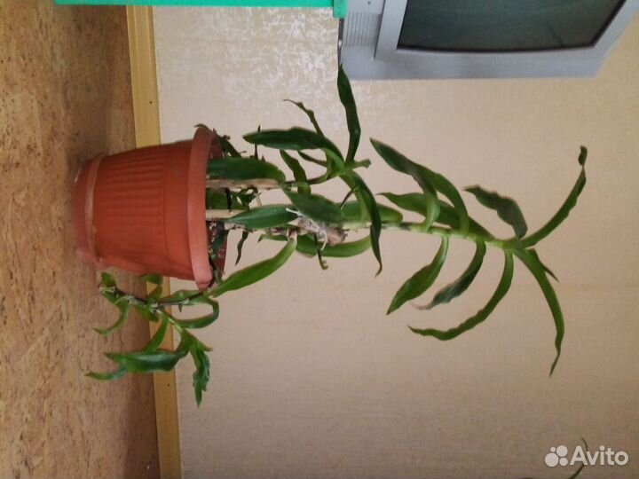 Растение золотой ус