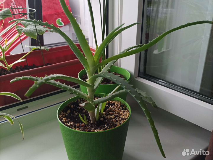 Алоэ лечебный