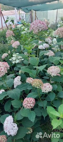 Гортензия древовидная бабблгам