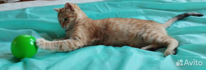 Кошечка в добрые руки