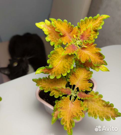 Колеусы вегетативные