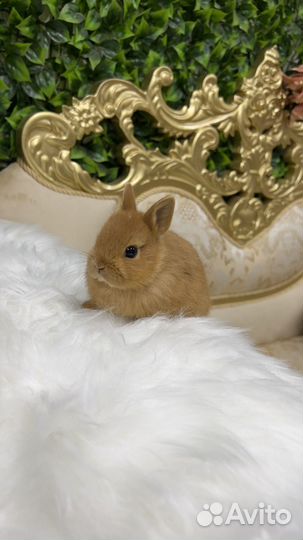 Доставка кролика мини