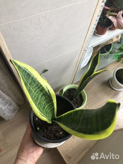 Сансевиерия Лауренти