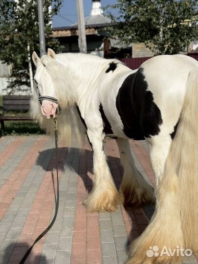 Жеребец тинкер