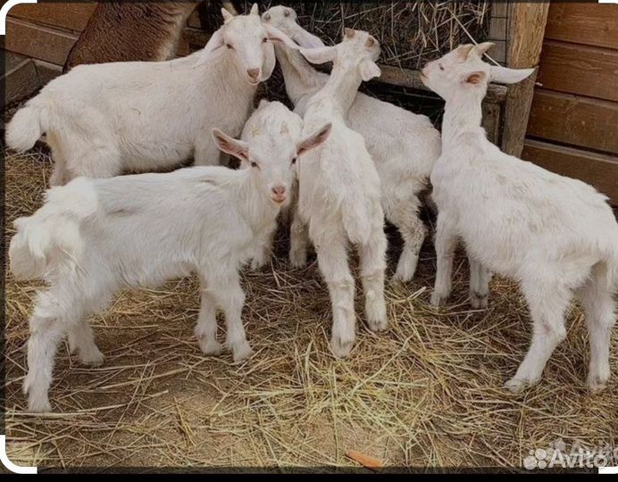 Козлята