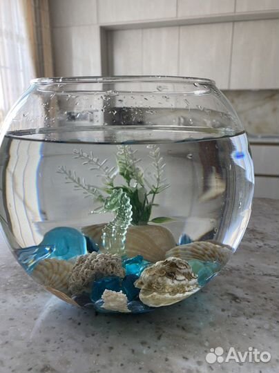 Рыбка петушок с аквариумом