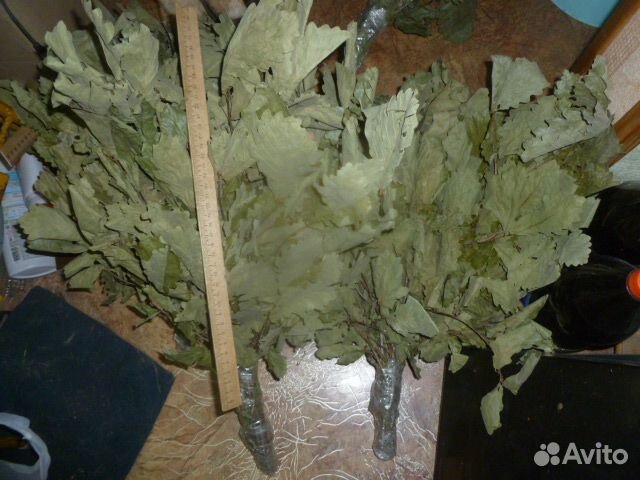 Дубовые веники для бани