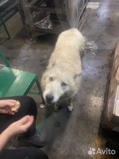 Найдена собака хаска