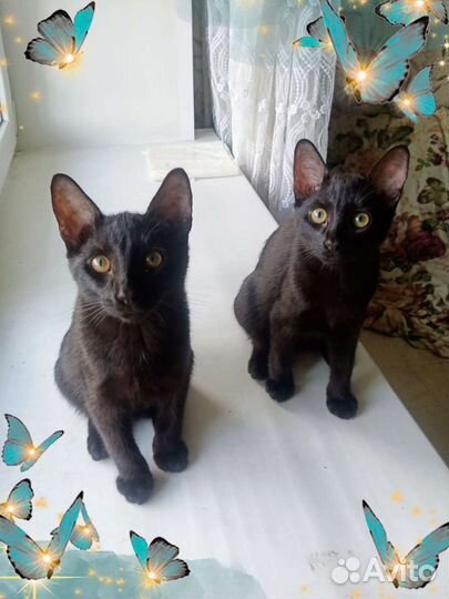 Черные котята 4 месяца