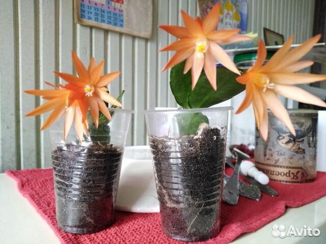 Декабрист,2 года, (рипсы) светлооранжевый