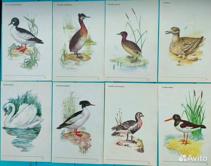 Иллюстрации птиц