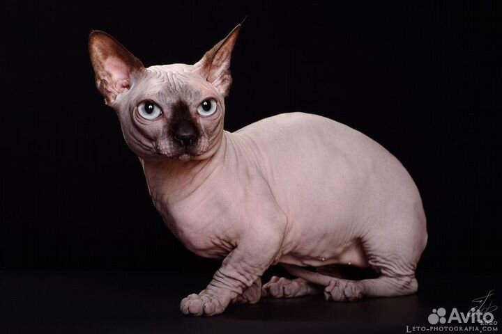 Кастрат бамбино