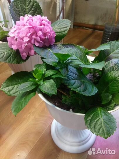 Гортензия крупнолистная