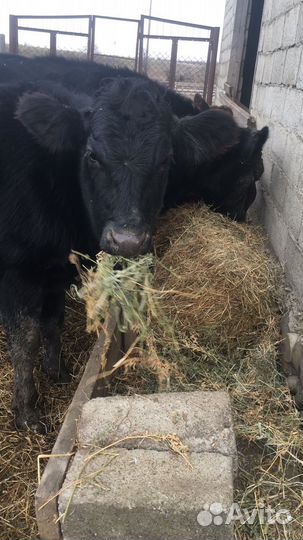 Три Абердин ангусы тёлки и три тёлки лимузина