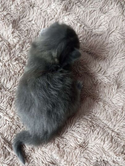 Котята мейн-кун