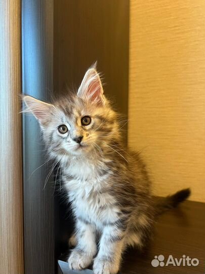 Котята мейн-кун