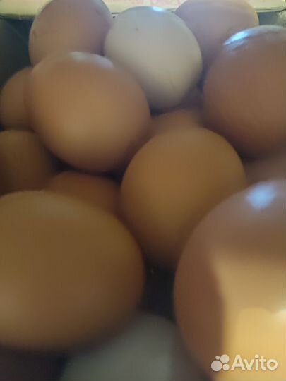 Домашние куриные яйца