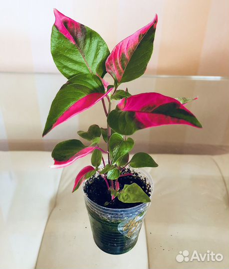 Комнатные растения цветы