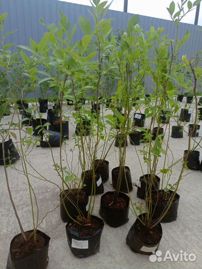 Саженцы голубики