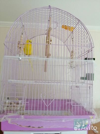 Попугай волнистик