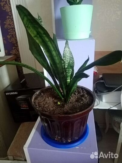 Комнатные цветы