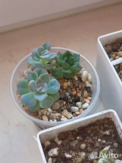 Суккуленты ждут