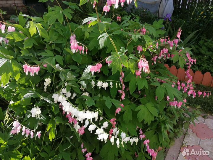 Дицентра разбитое сердце