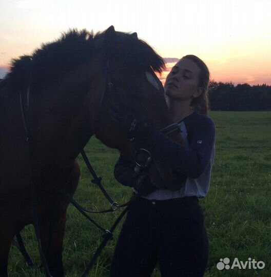 Конные прогулки Фотоссесии и аренда лошадей