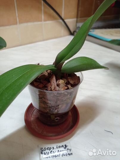 Орхидея фаленопсис Long Ugly Beauty