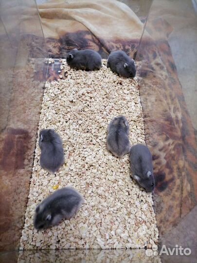 Джунгарский хомяк