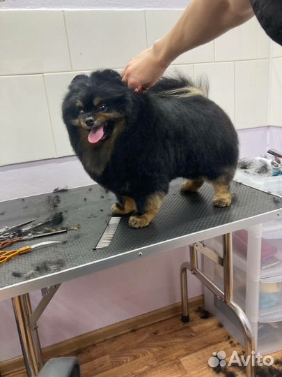 Породный пэт-груминг шпица