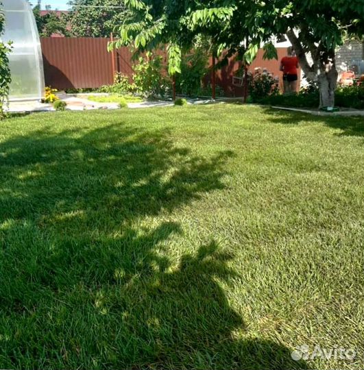 Рулонный газон