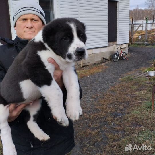 Щенки Алобаи на продажу сао