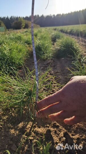 Саженцы сосны и ели окс от производителя