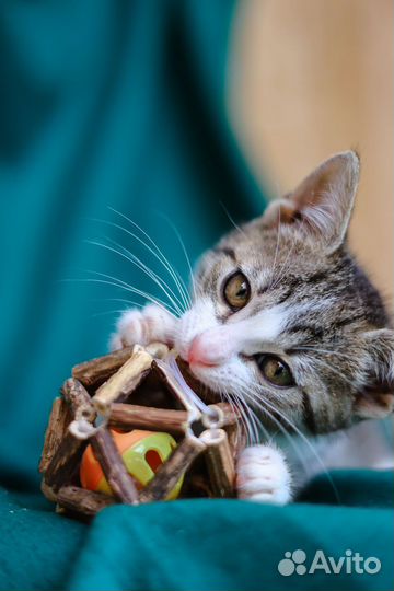 Девочка котенок в добрые руки