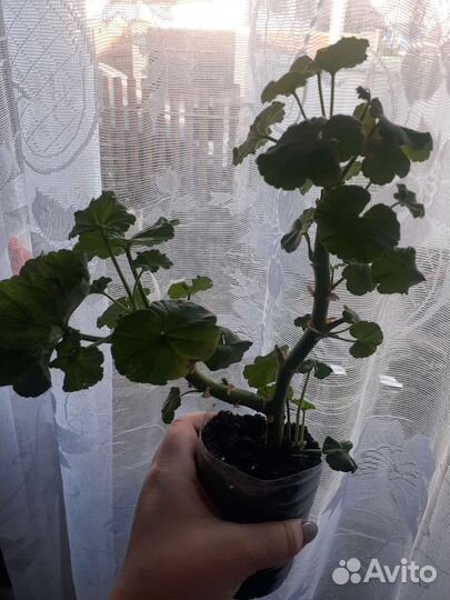 Герань, сингониум,фиалка