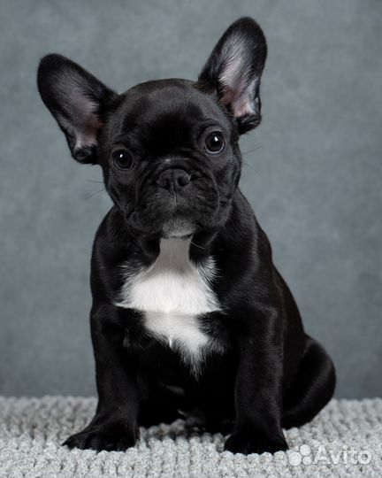 Французский бульдог