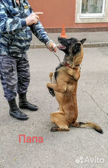 Щенки малинуа