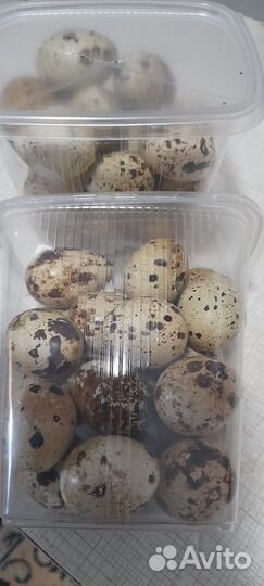 Домашние яйца