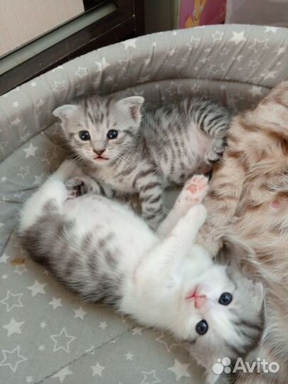 Милые котята