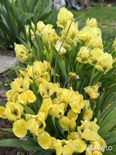 Ирисы карликовые 20см и 30см